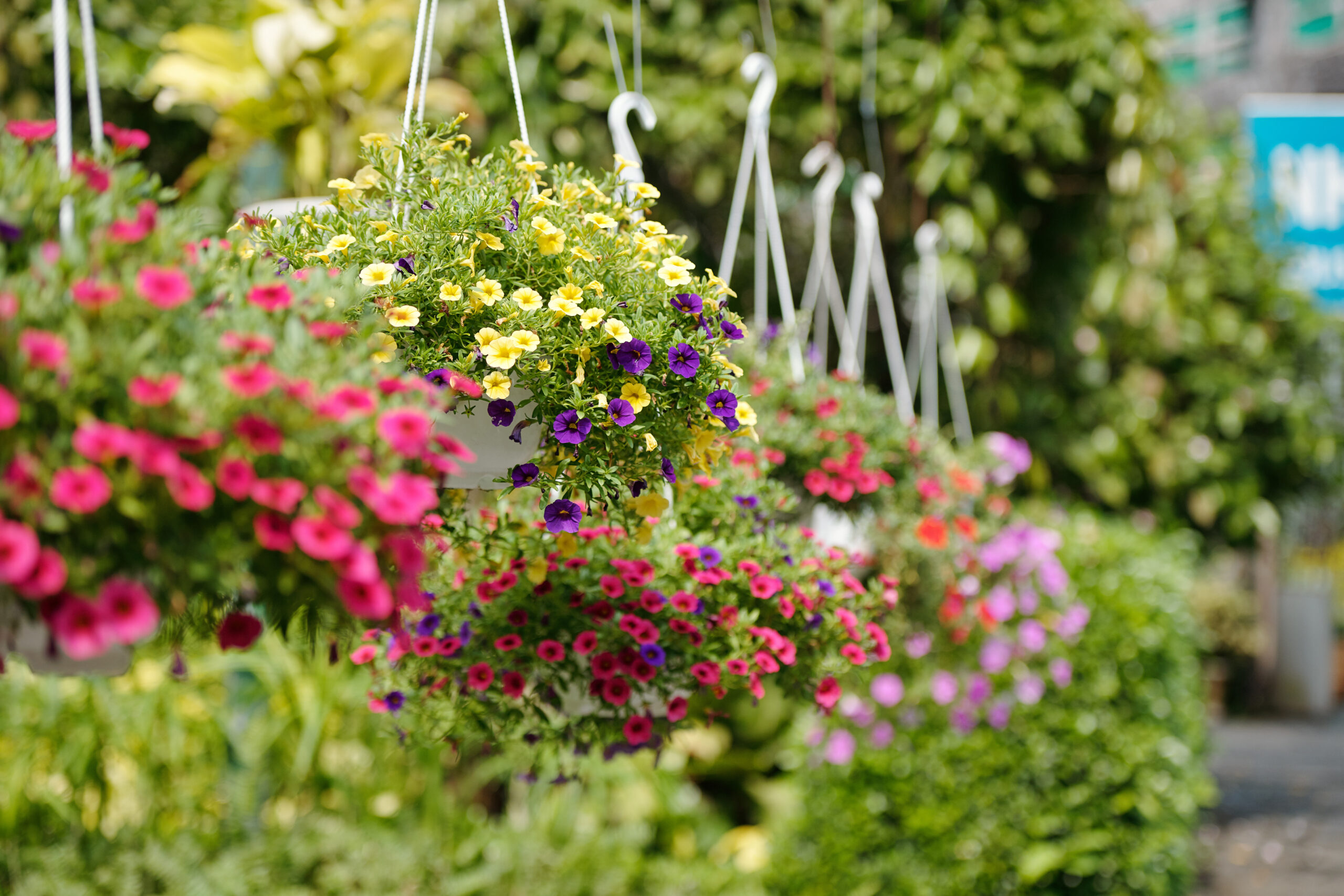 Hanging Baskets Scottsdale Farms hanging-baskets-scottsdale-farms