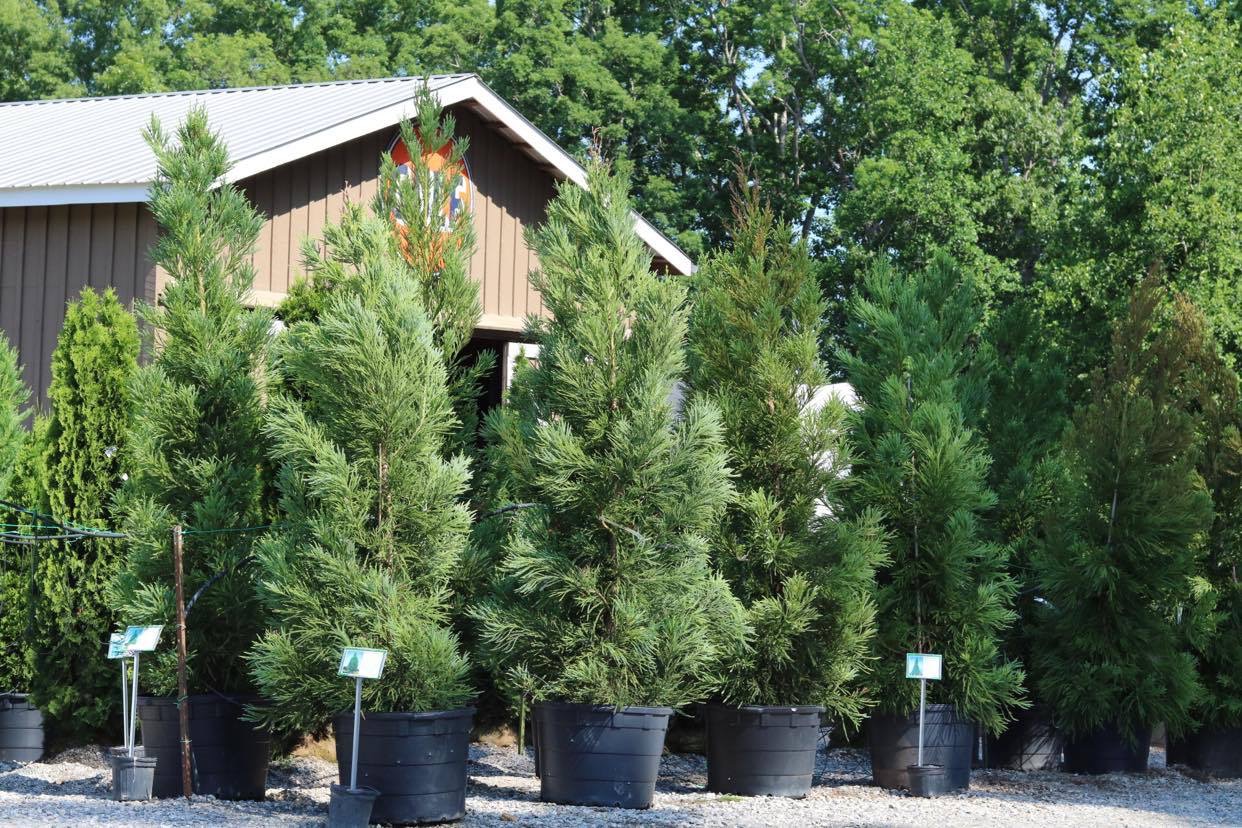 Evergreen Trees Scottsdale Farms