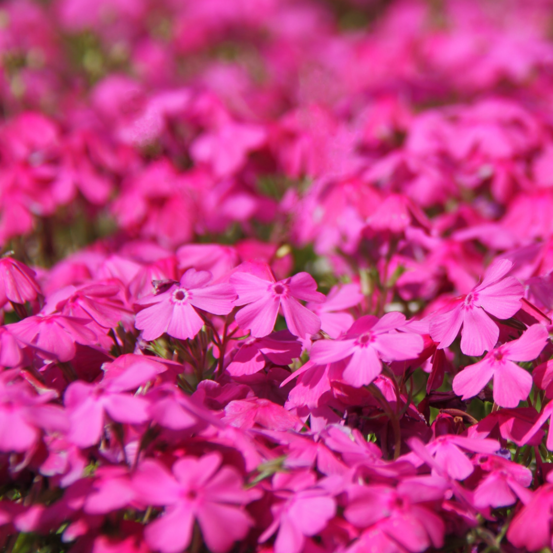 Creeping Phlox – Scottsdale Farms