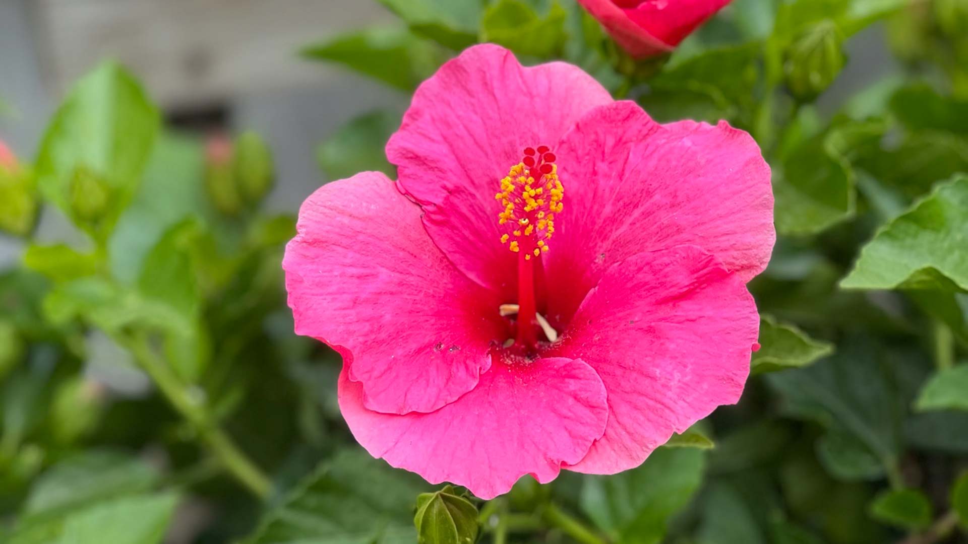 Tropical – Scottsdale Farms