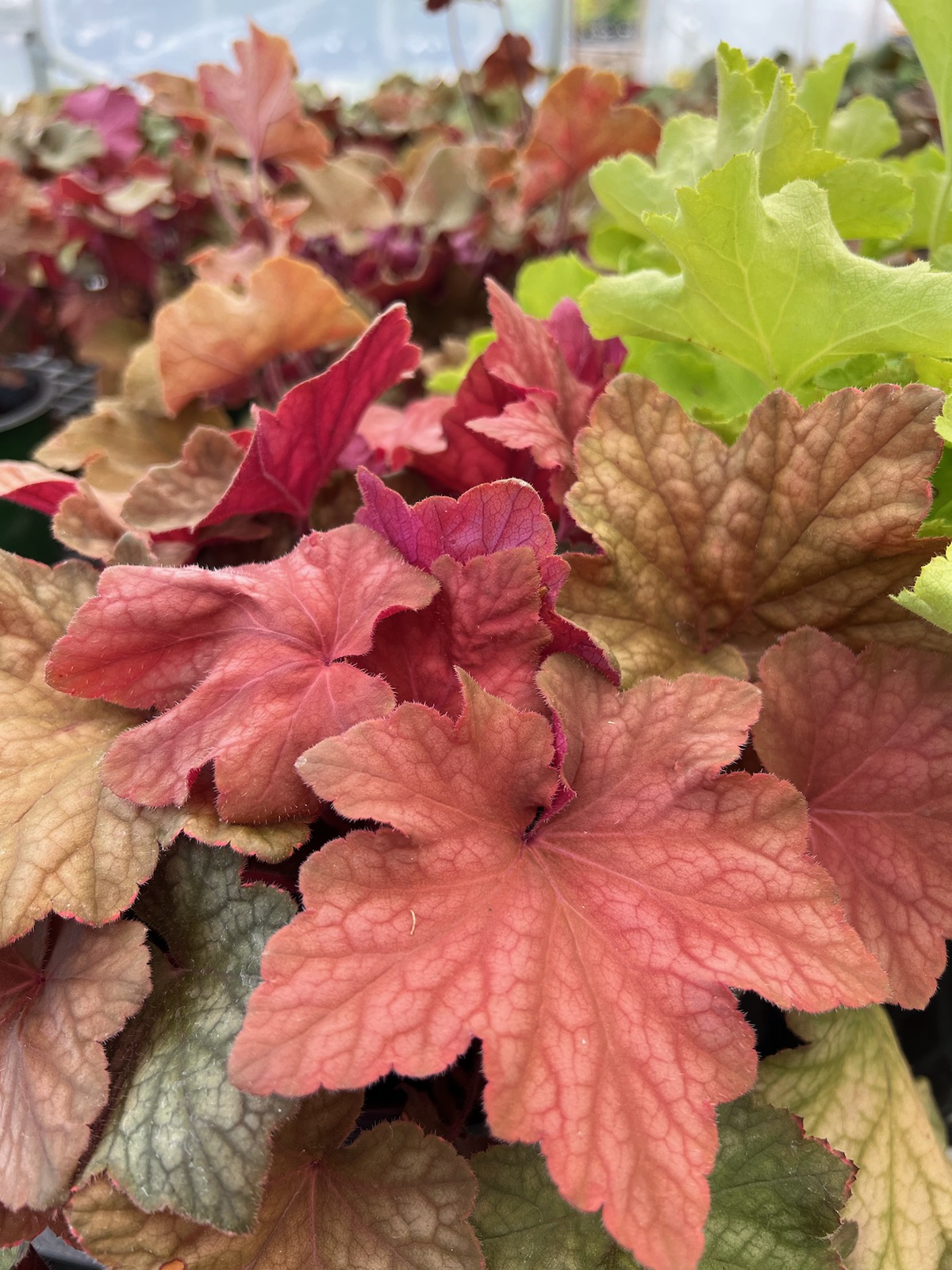Coral Bells Scottsdale Farms