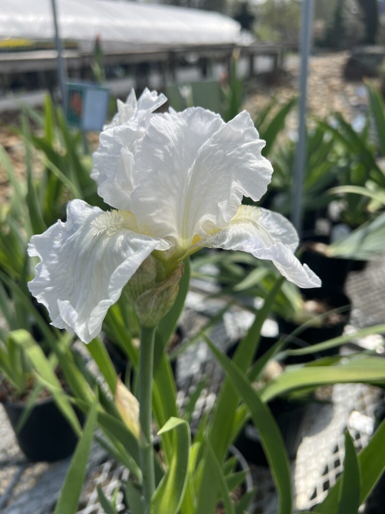 perennial iris