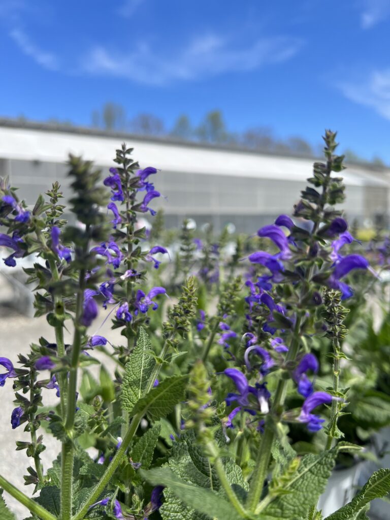 perennials salvia