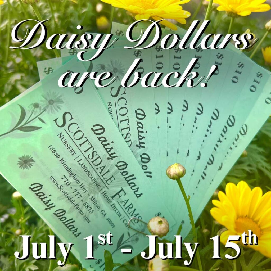daisy dollars