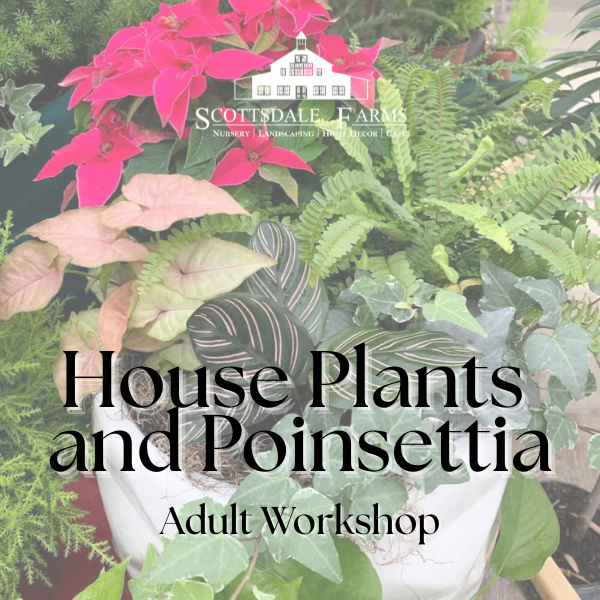 house plants and poinsettia 2025 (5)