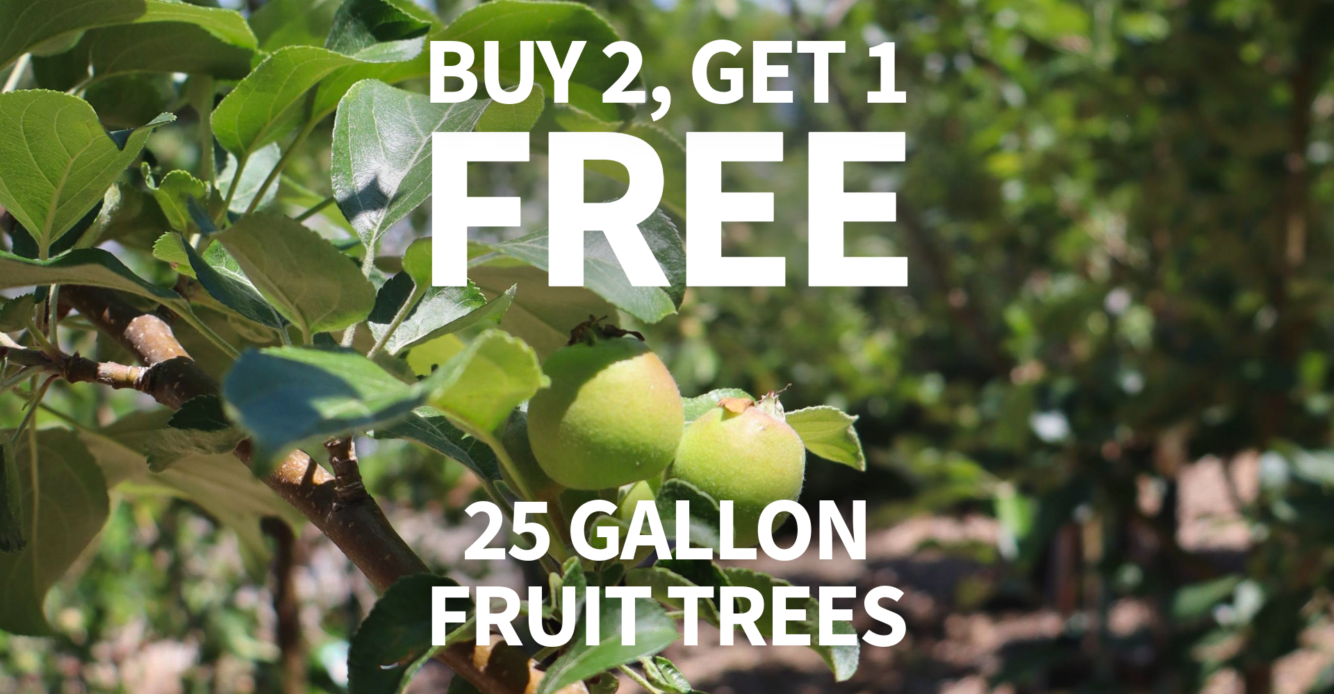 fruit tree promo website banner