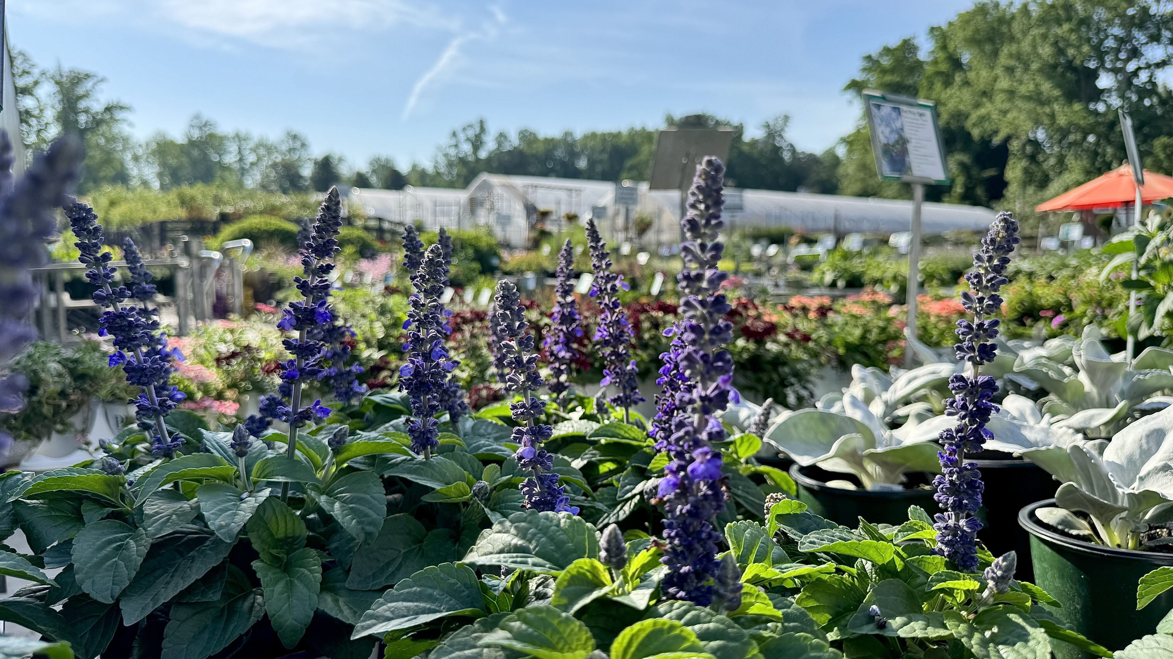 pollinators