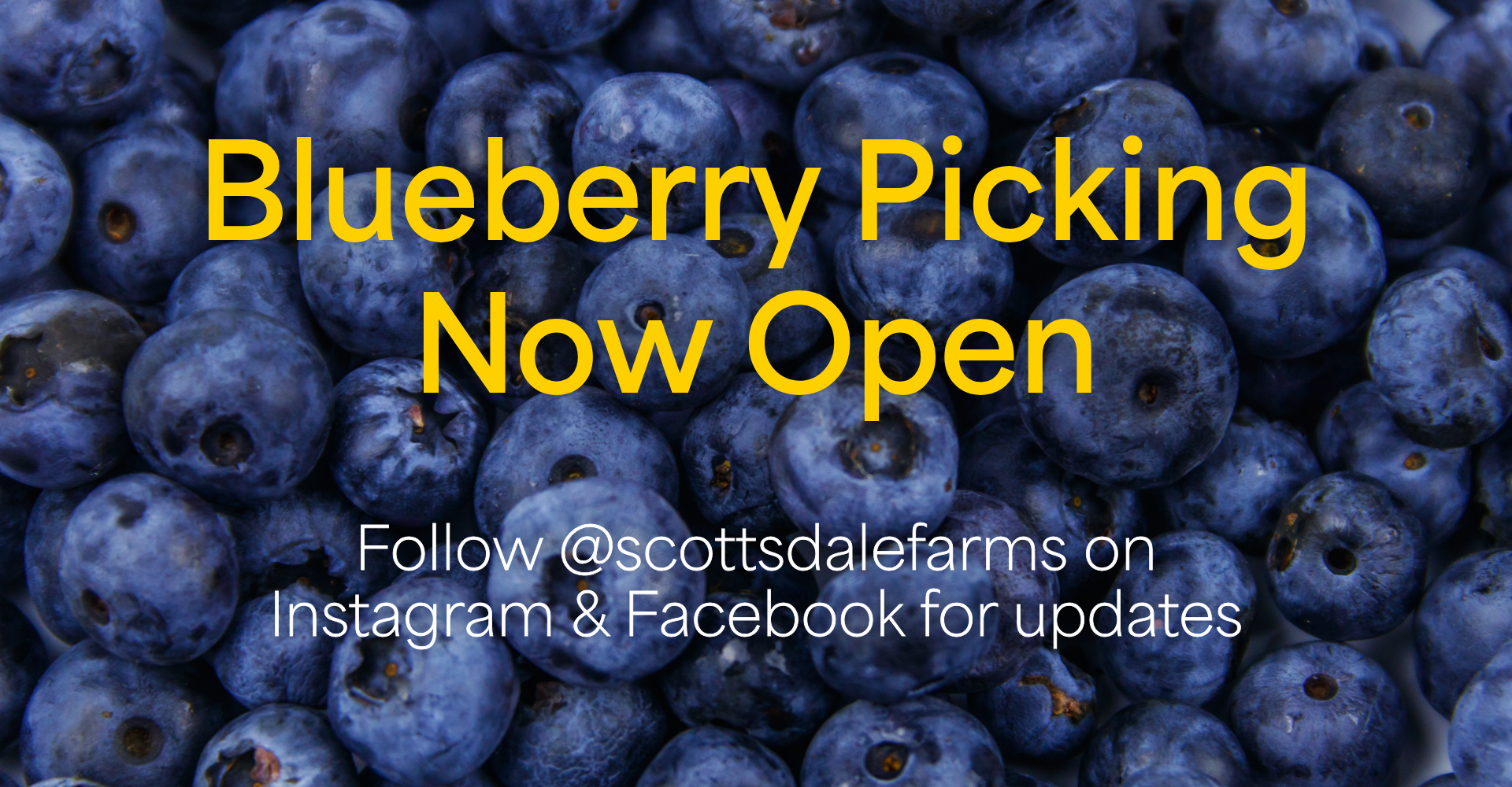 blueberries open again website banner