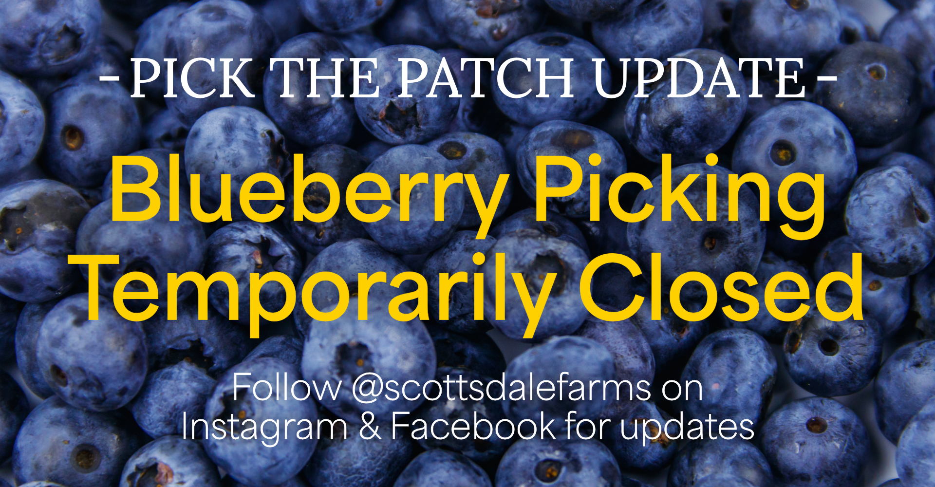 blueberries website banner