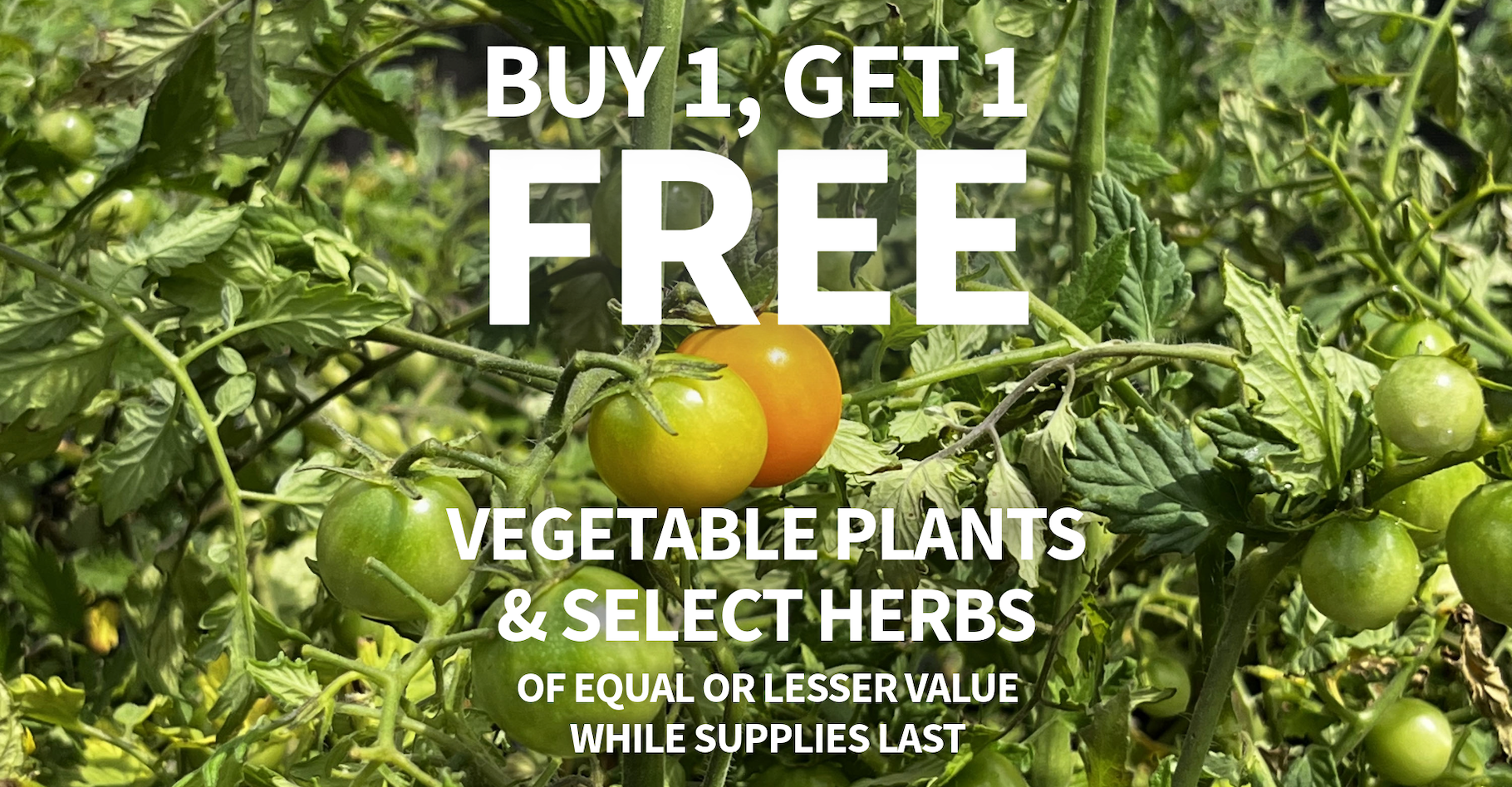 tomatoes promo website banner